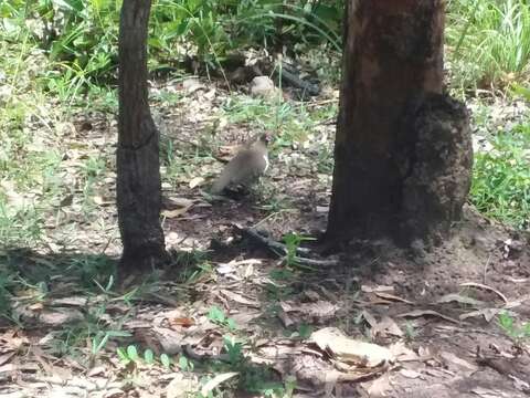 Image of Partridge Pigeon