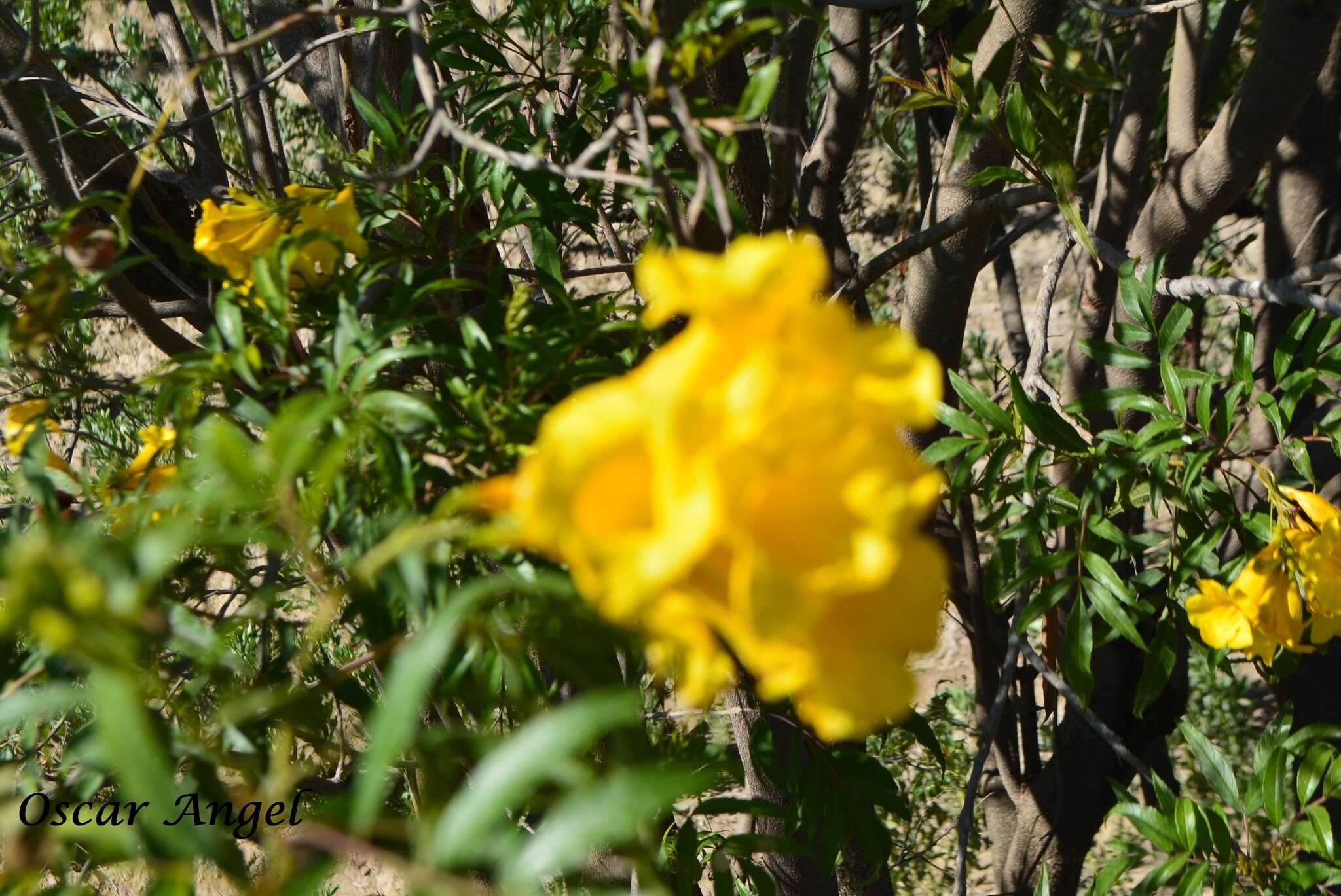 Image of Yellow bells