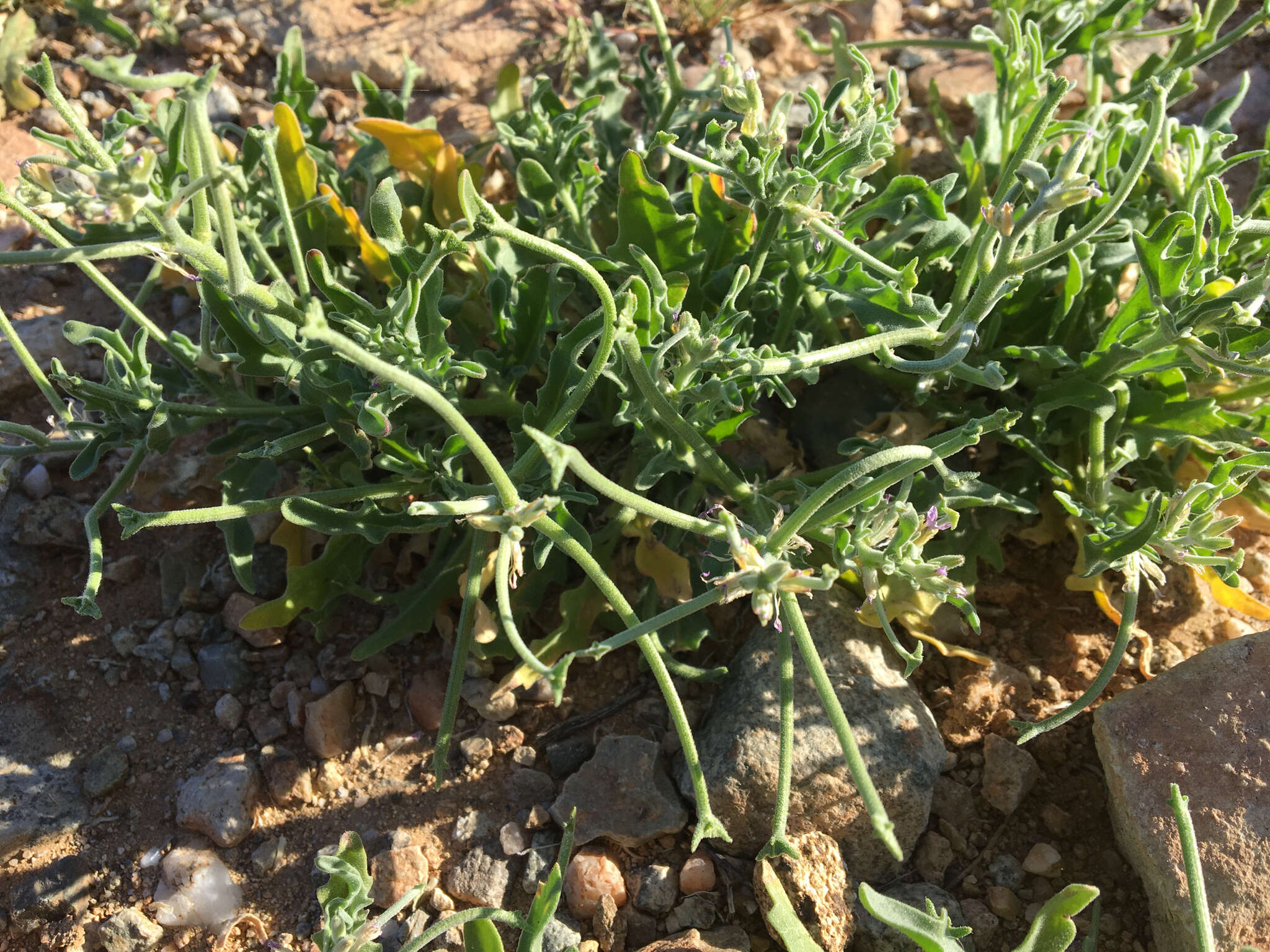 Image of Matthiola parviflora (Schousb.) W. T. Aiton