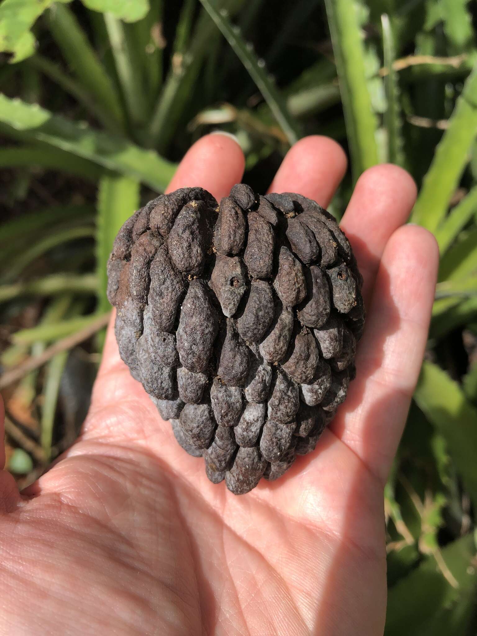 Image of sugar apple