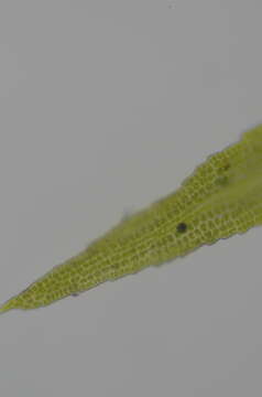 Image of Amphidium californicum (Hampe ex Müll. Hal.) Broth.