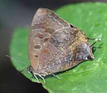 Image of Arhopala bazalus (Hewitson 1862)