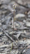 Caladenia atrata D. L. Jones的圖片