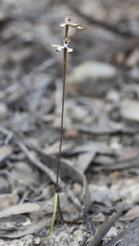 Image of Caladenia atrata D. L. Jones