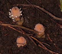 Image of Fungus root