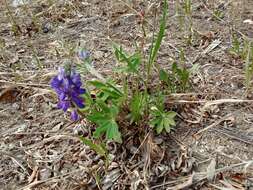 صورة Lupinus arcticus S. Watson