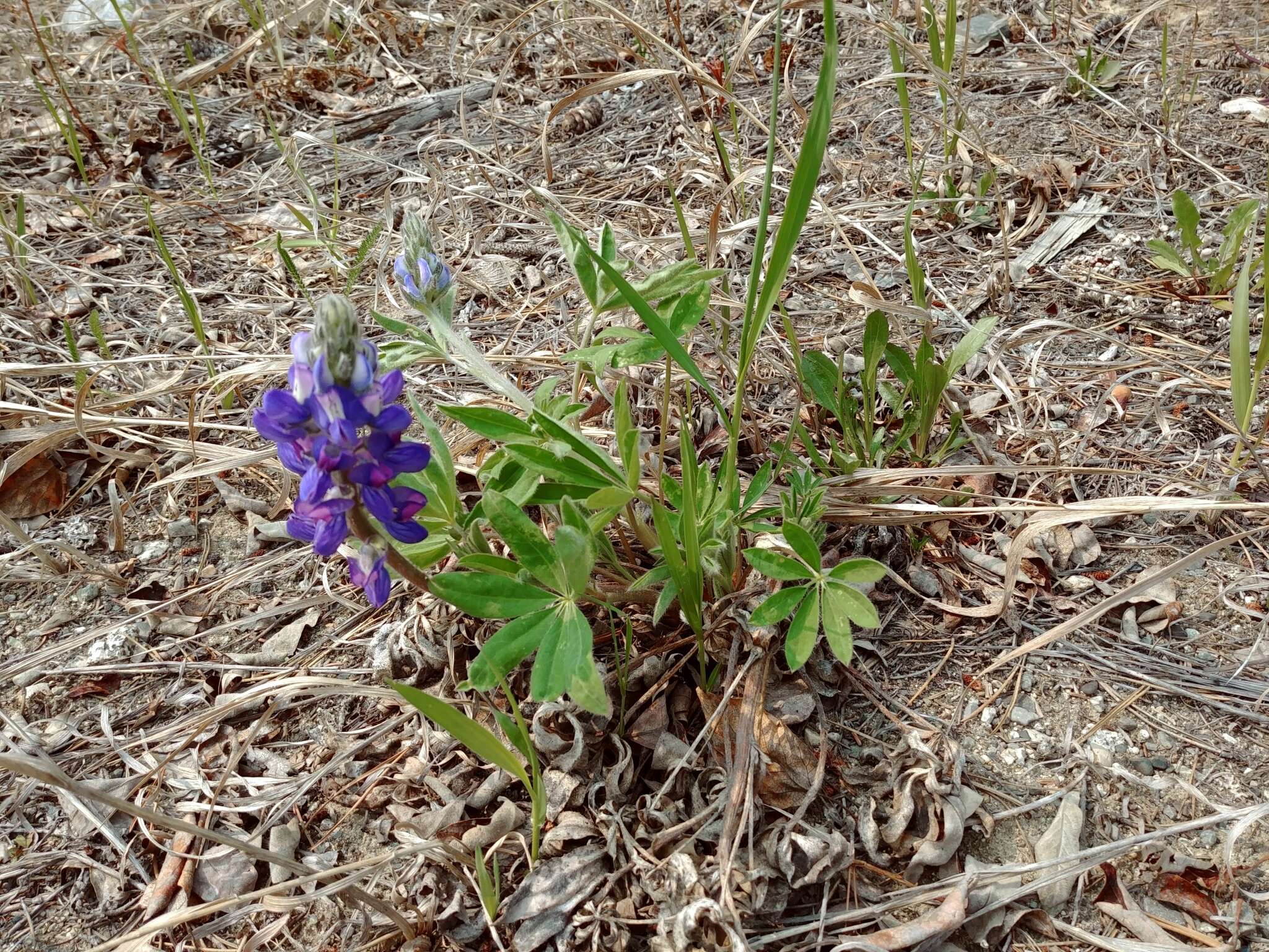 Image of arctic lupine