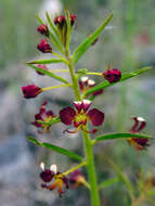 Image of Cleome violacea L.