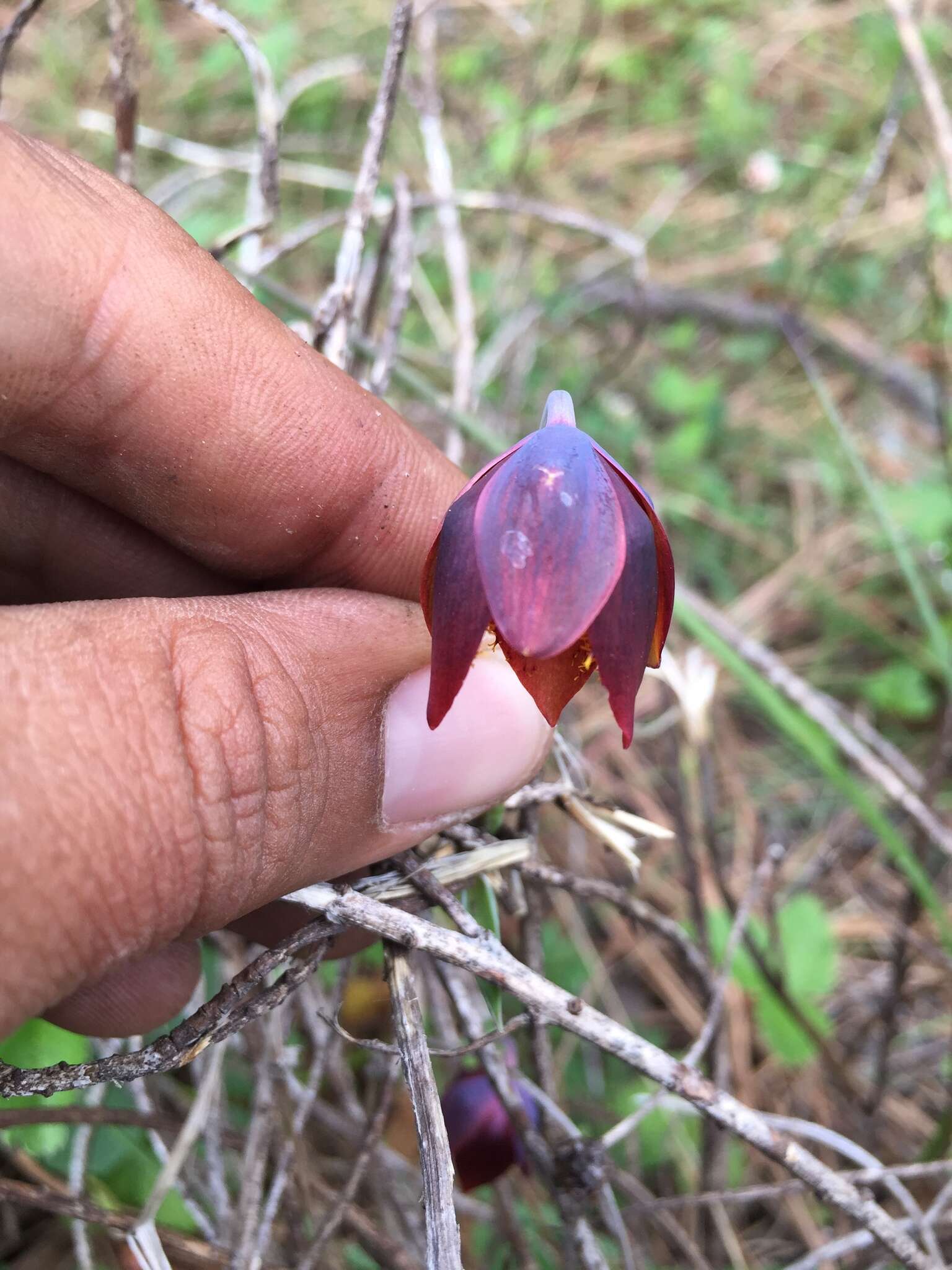 صورة Calochortus marcellae G. L. Nesom