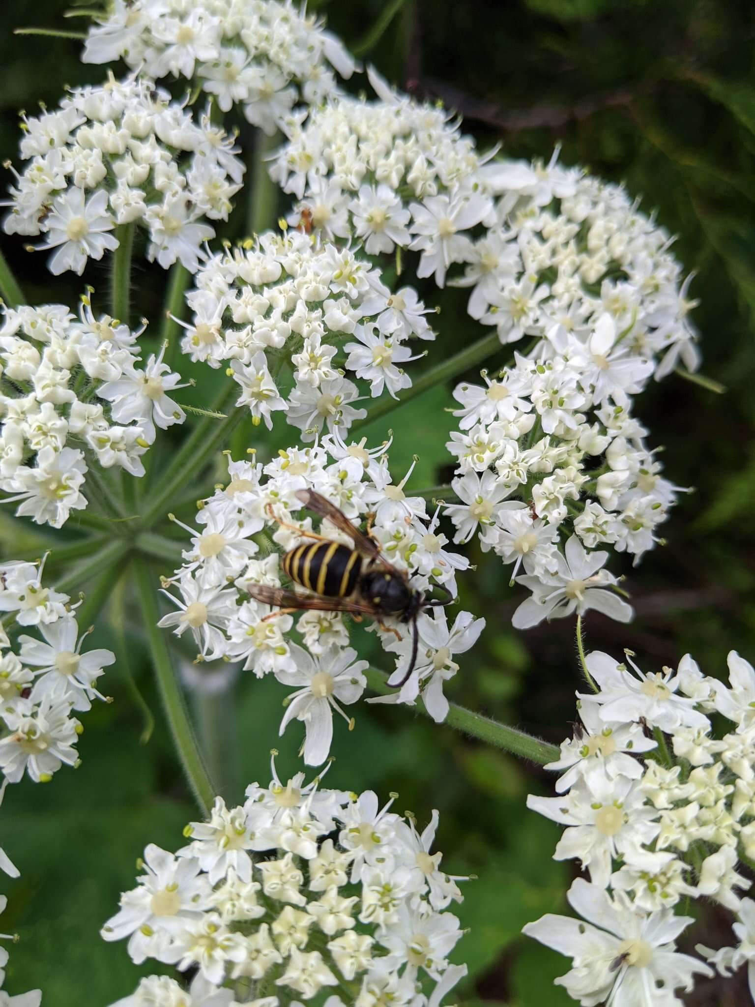 Image of Northern Aerial Yellowjacket