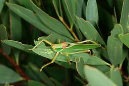 Image of Terpandrus calperum Rentz & D. C. F. 2001