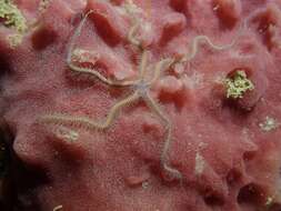 Image of purple-banded brittle star