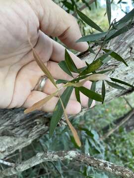 Plancia ëd Callistemon salignus (Sm.) Colv. ex Sweet