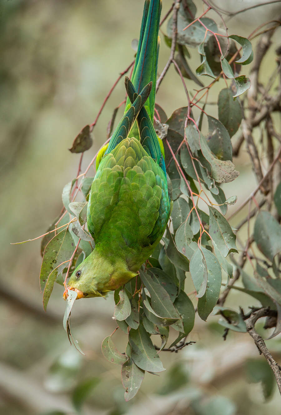 Image of Barraband Parakeet