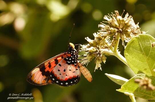 Image de Acraea acara Hewitson 1865