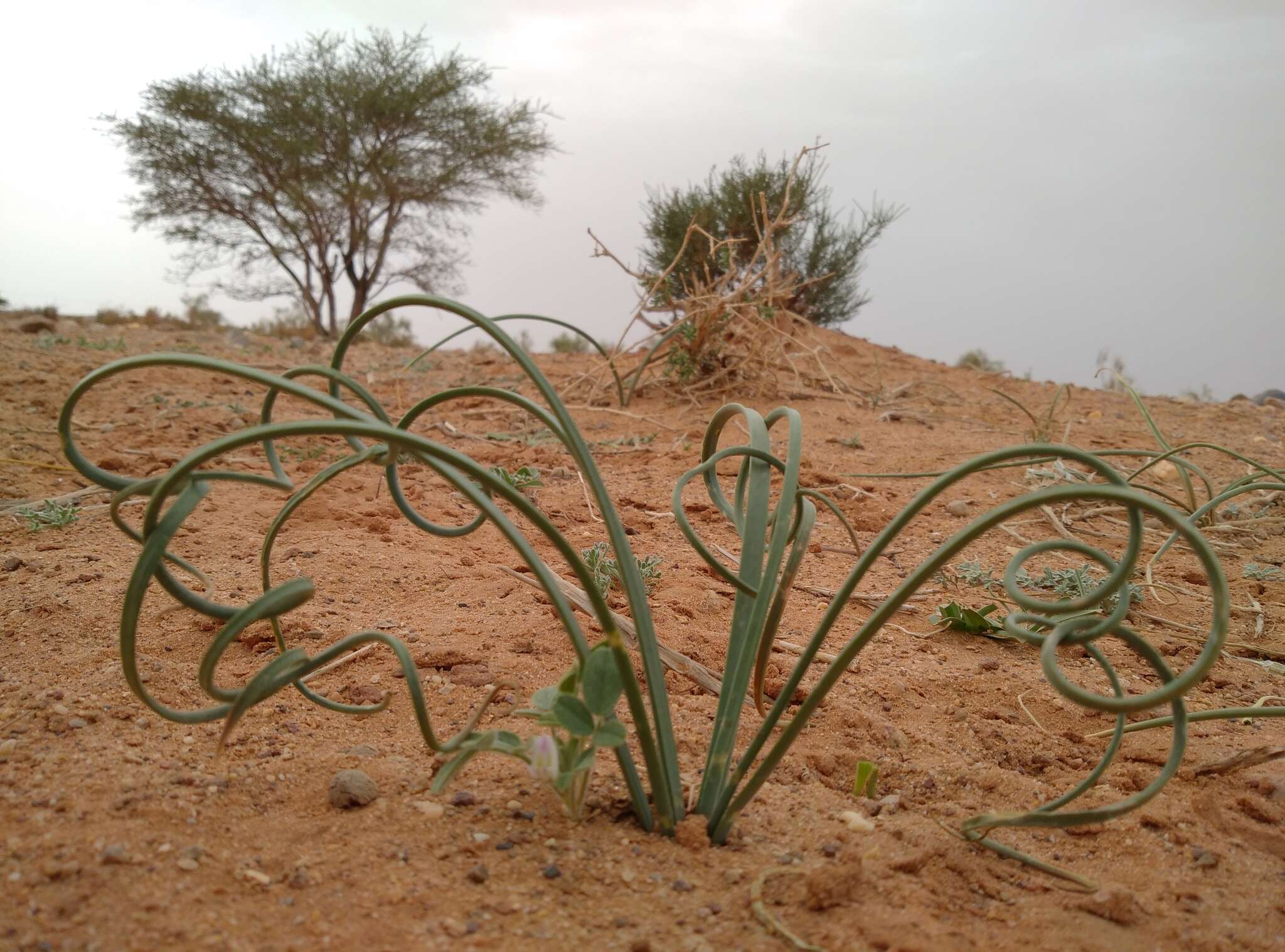 Image of Drimia noctiflora (Batt. & Trab.) Stearn