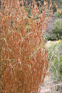 Image of Calomeria amaranthoides Vent.