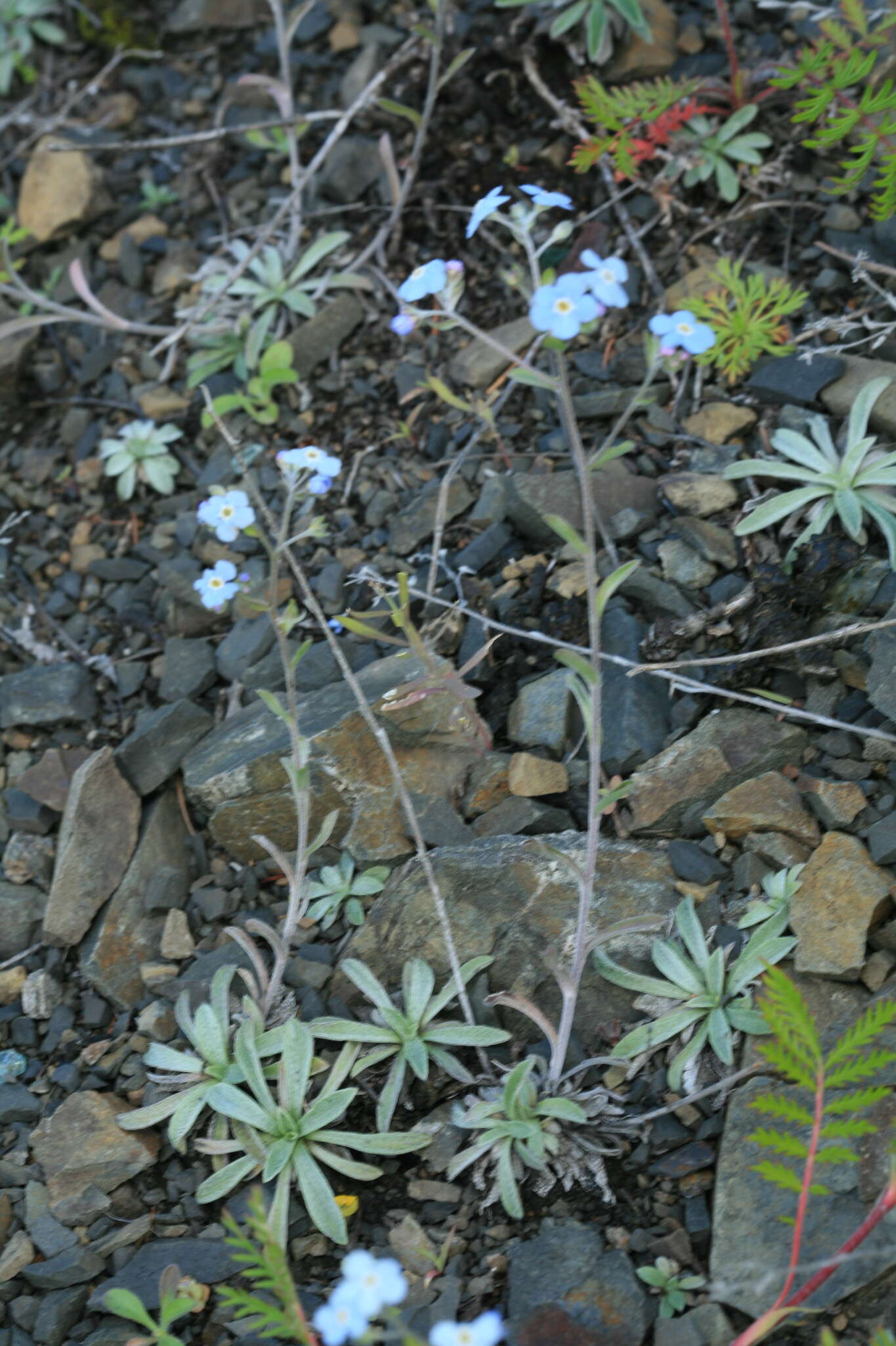 Sivun Eritrichium incanum (Turcz.) A. DC. kuva