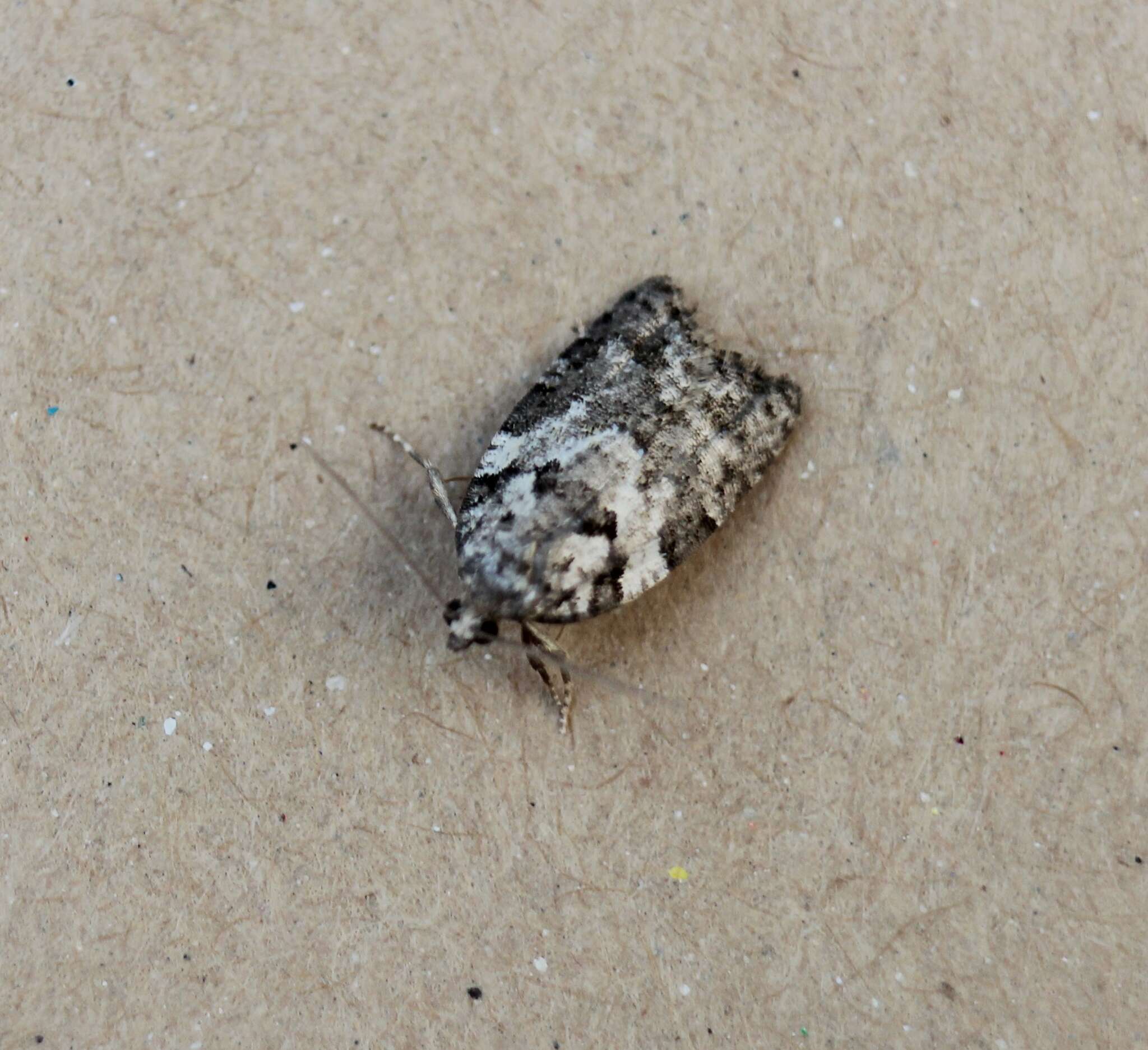 Image of Eastern Black-headed Budworm Moth