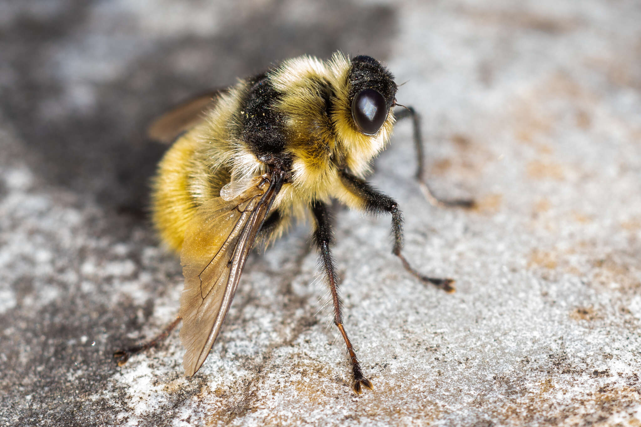 صورة Hypoderma tarandi (Linnaeus 1758)