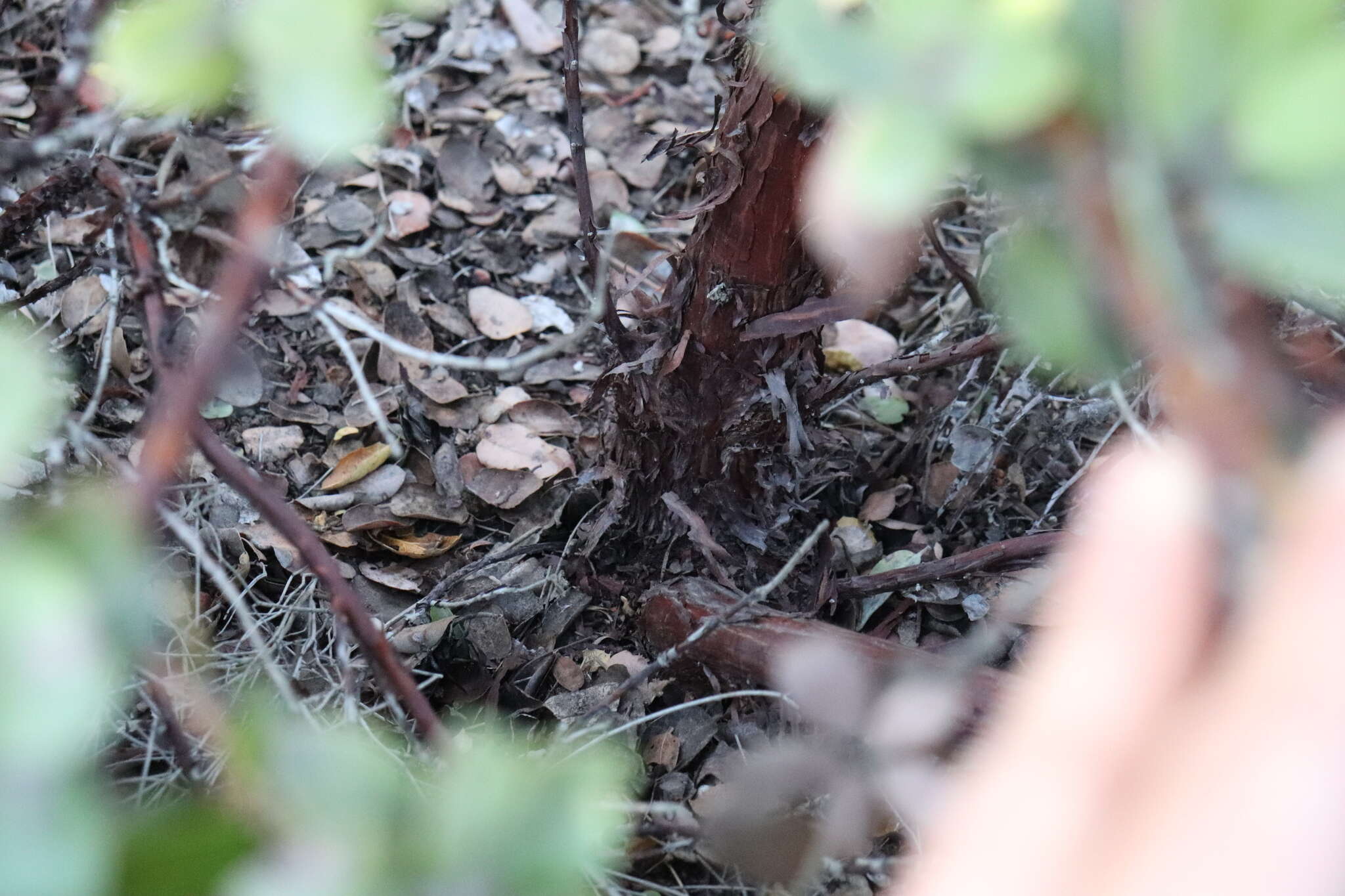 Image of woollyleaf manzanita