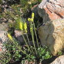 Image of Aspalathus pinea subsp. pinea