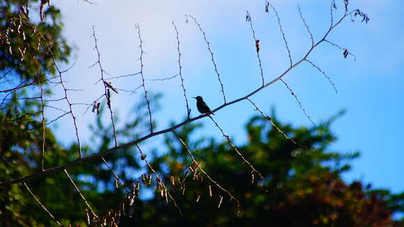 Image of Honeycreeper