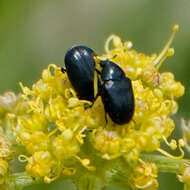 Image of Orphilus subnitidus Le Conte 1861