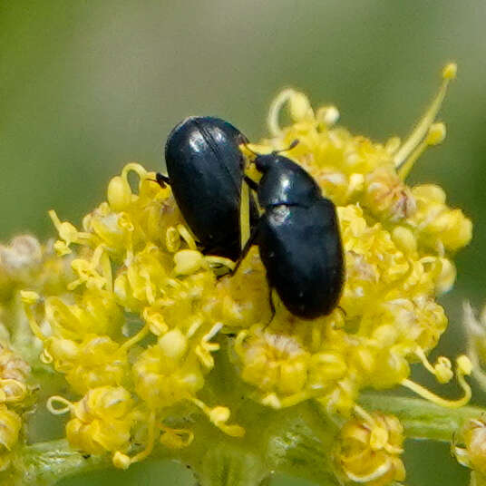 Orphilus subnitidus Le Conte 1861 resmi