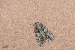 Image of Acronicta tristis Smith 1911