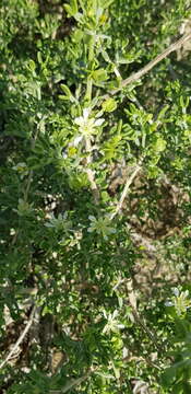 Image of Tetraena dumosa (Boiss.) Beier & Thulin