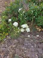 Imagem de Hippomarathrum leucospermum (Waldst. & Kit.) Link