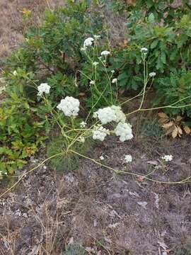 Слика од Hippomarathrum leucospermum (Waldst. & Kit.) Link