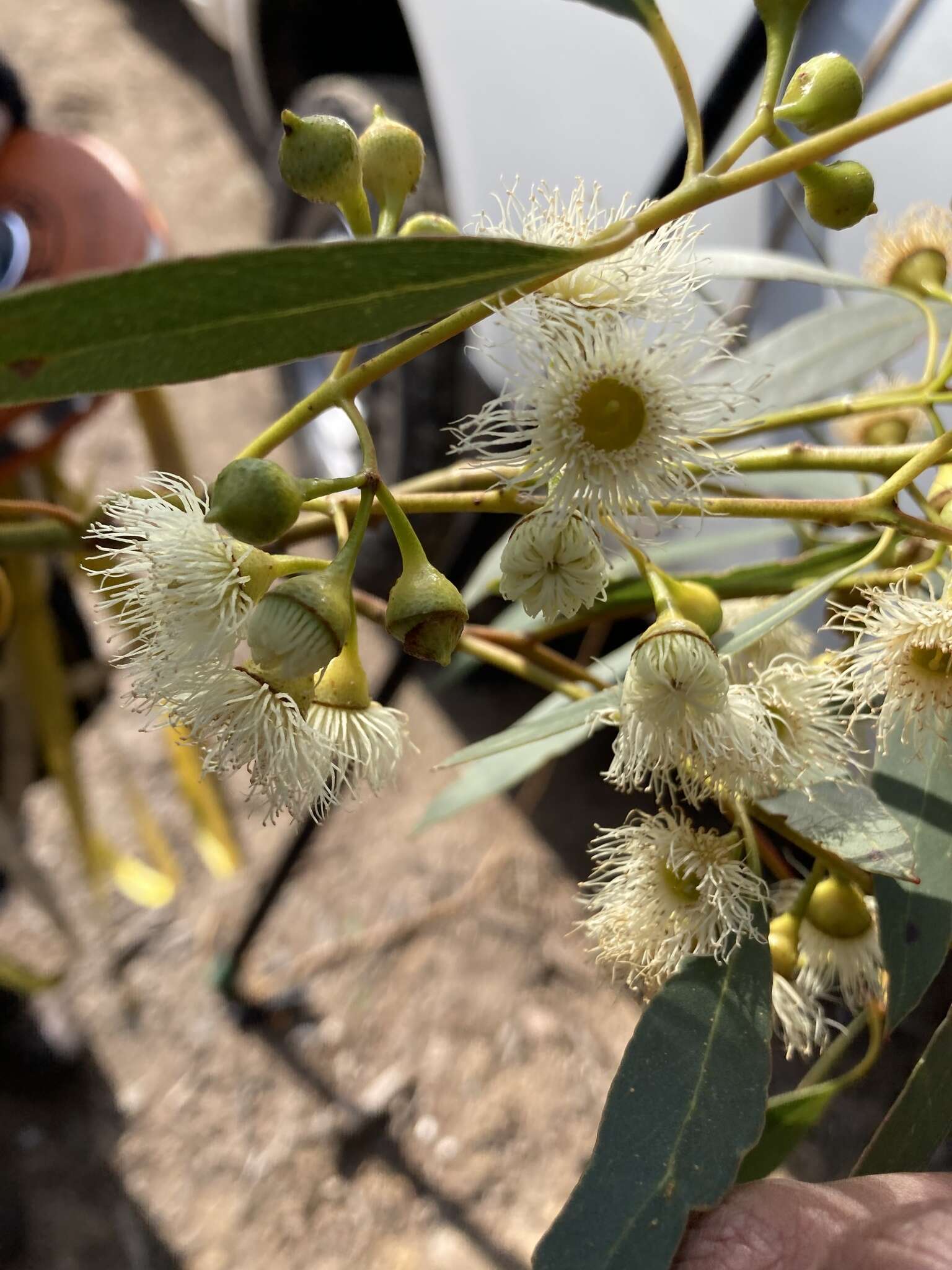 Image de Eucalyptus leucoxylon subsp. connata K. Rule