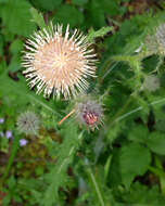 Image of edible thistle