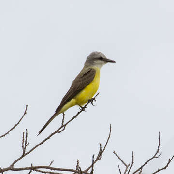 Image of White-throated Kingbird