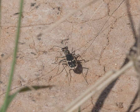 Image of Cicindela (Cicindelidia) schauppii G. Horn 1876