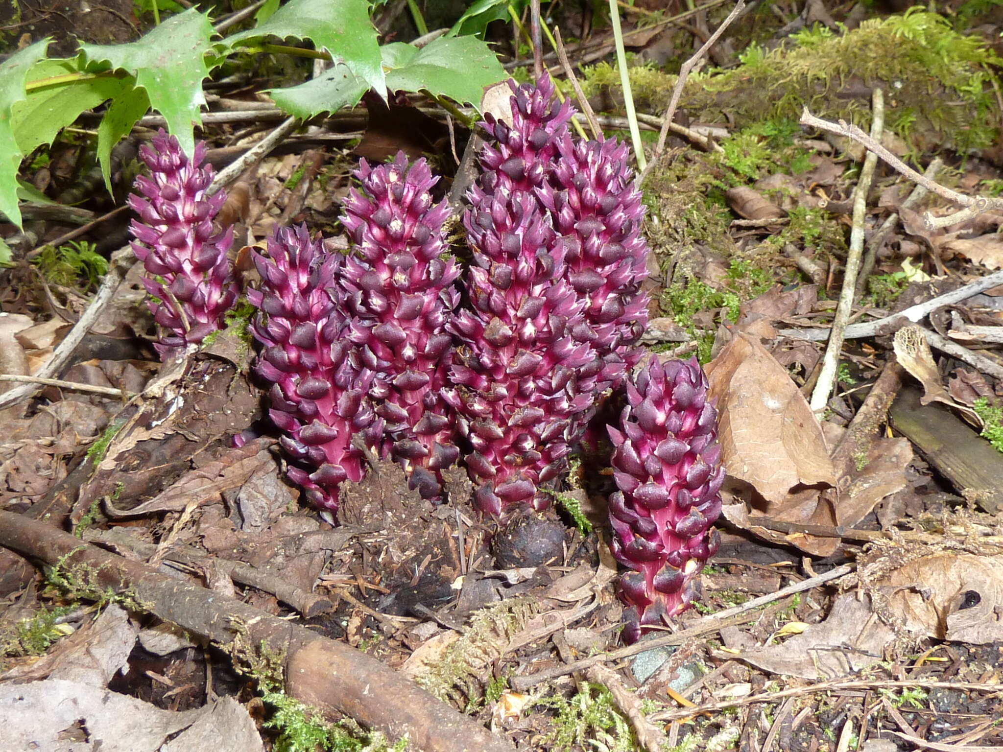 Image of Vancouver groundcone