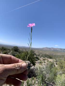 Image of Santa Fe phlox