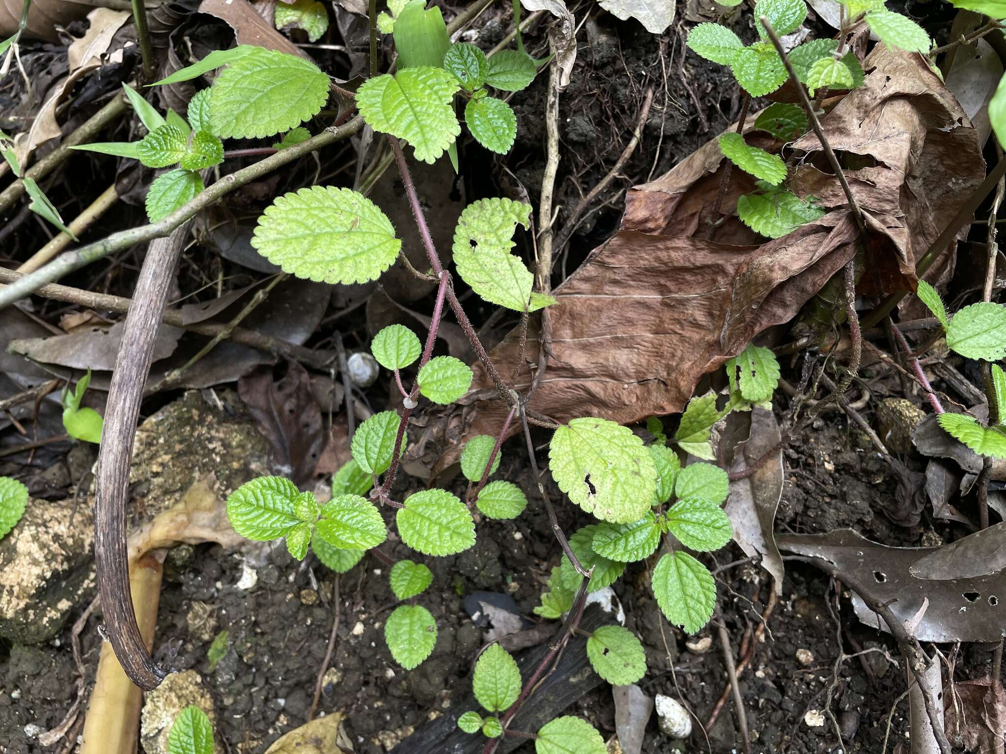 Imagem de Pilea nummulariifolia (Sw.) Wedd.