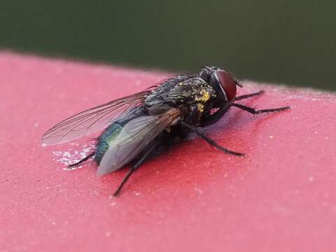 Image de Protocalliphora azurea (Fallen 1817)