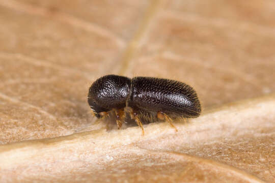 Image de Taphrorychus bicolor (Herbst & J. F. W. 1793)