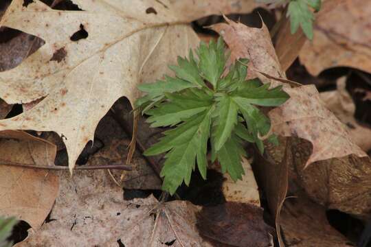 Imagem de Cardamine maxima (Nutt.) A. W. Wood