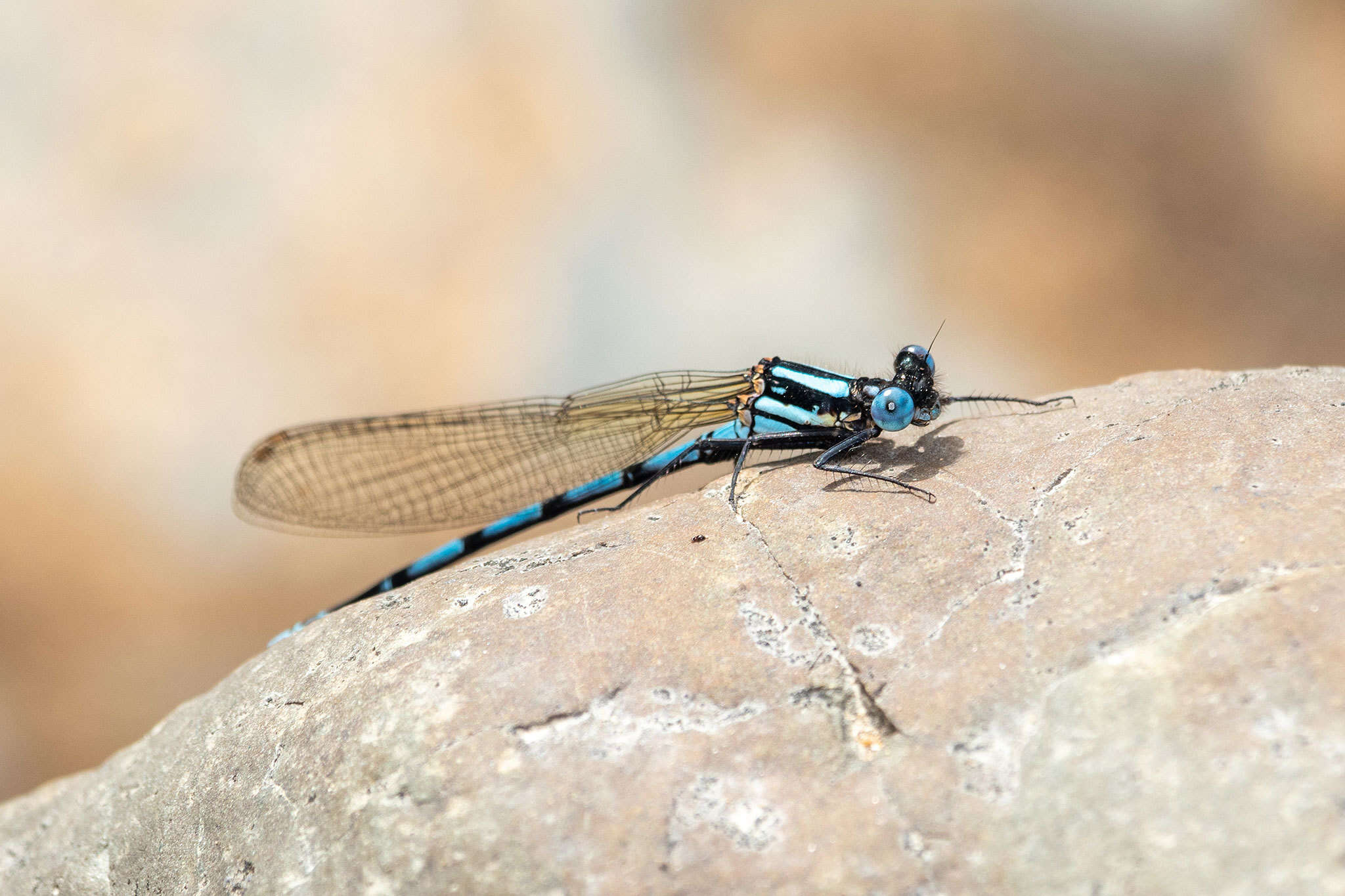 Image of Kubusi stream damsel