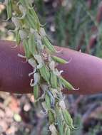 Imagem de Astragalus bisulcatus var. major (M. E. Jones) S. L. Welsh
