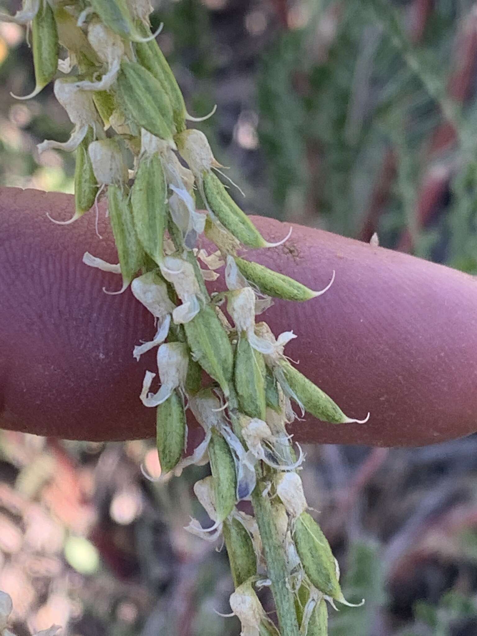 Image of twogrooved milkvetch