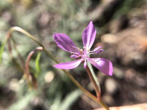 Image of Waltham Creek clarkia