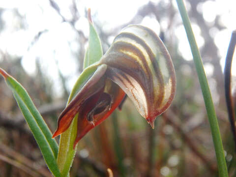 Image of Red-banded greenhood