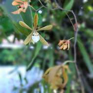 Слика од Encyclia stellata (Lindl.) Schltr.