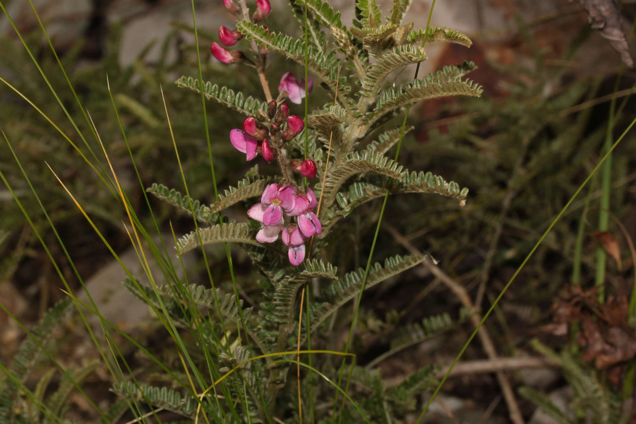 Image of Coursetia dubia (Kunth) DC.